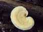 Sugaras likacsosgomba (Neofavolus alveolaris), Budai-hegység